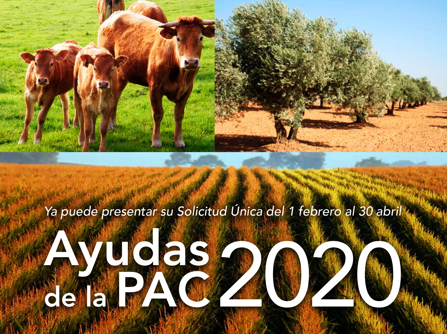 ayudaspac2020