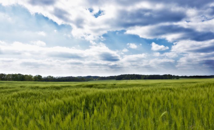 campo cereal 696x424