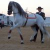 Concurso de guisos y espectáculo ecuestre