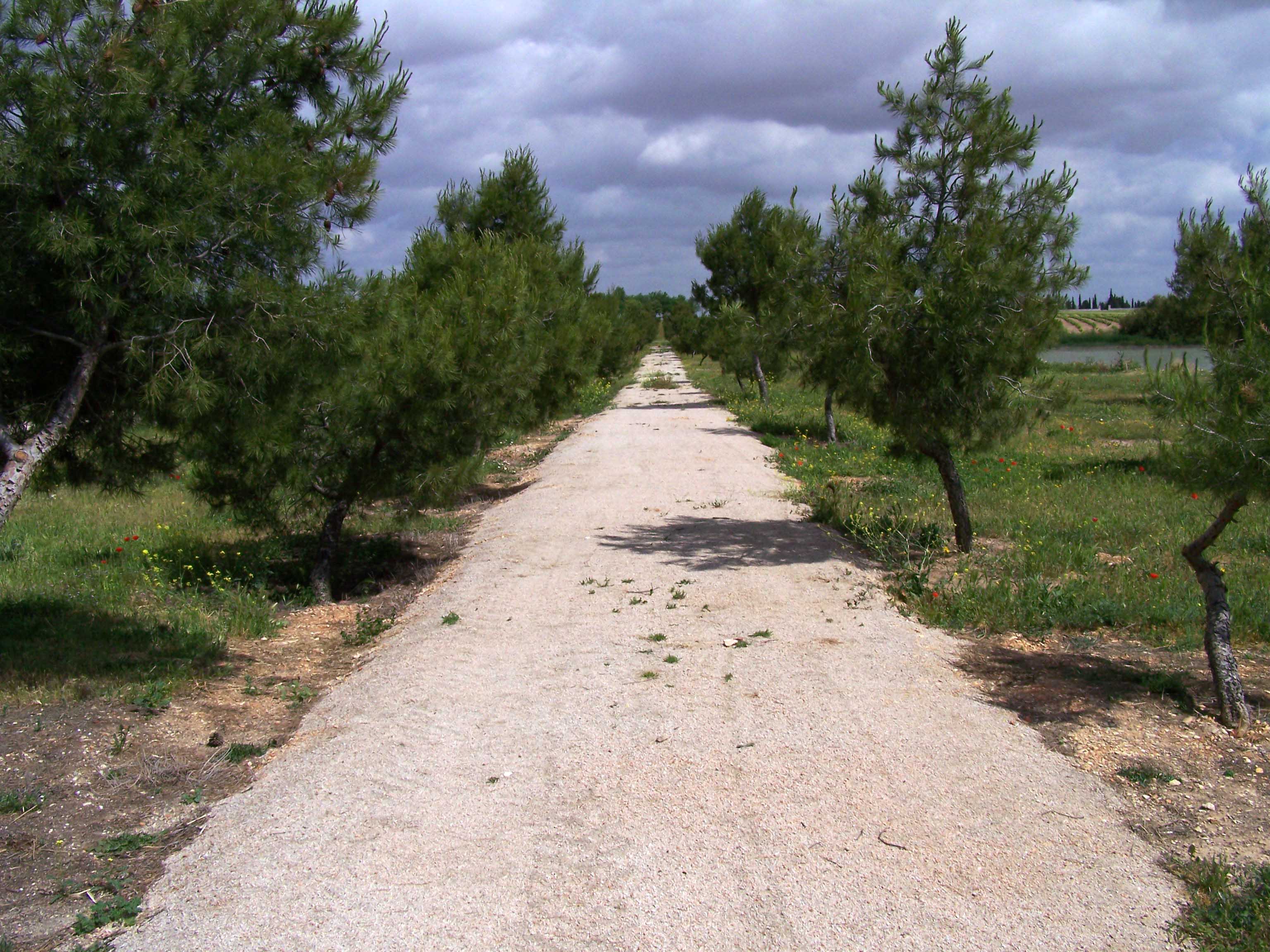 El parque lo recorre una senda ecológica elsalobral2