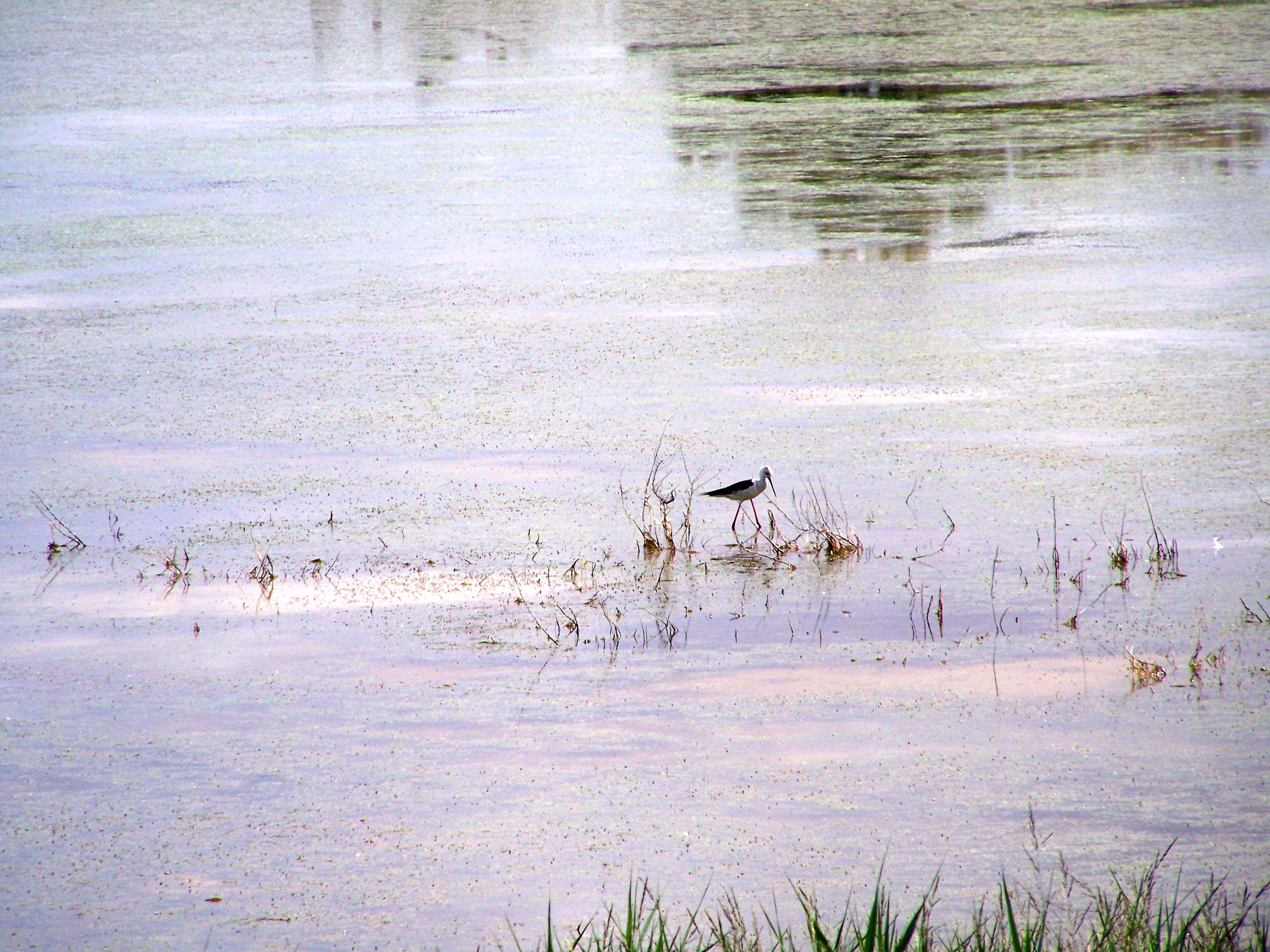 Como el resto de humedales de La Mancha Húmeda, El Salobral es un refugio de avifauna elsalobralconciguenuela