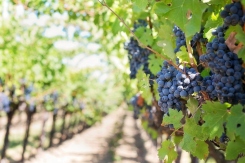 Se amplia el plazo de arranque de viñedo en Castilla-La Mancha hasta el 31 de octubre